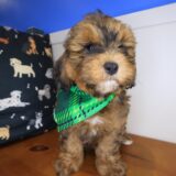 Incy Shihpoo 02