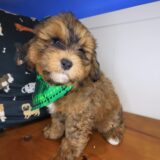 Incy Shihpoo 04