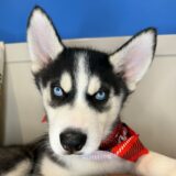 James Siberian Husky 01