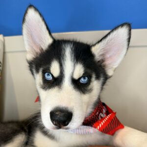 James Siberian Husky 01 James Siberian Husky 01