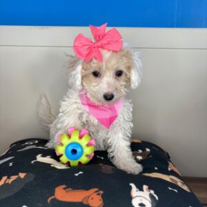 Jasmine Bichapoo 01 Jasmine Bichapoo 01