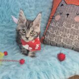 Jett Maine Coon 03