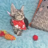 Jett Maine Coon 04