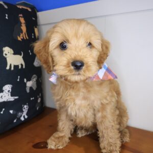 Joan Cockapoo 01 Joan Cockapoo 01
