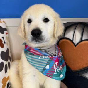 Joey Golden Retriever 01 Joey Golden Retriever 01