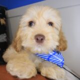 Joxer Cockapoo 04