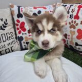 Judge Siberian Husky 01