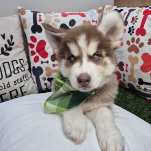 Judge Siberian Husky 01 Judge Siberian Husky 01