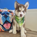 Judge Siberian Husky 02