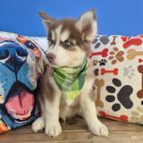 Judge Siberian Husky 03