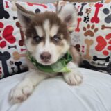 Judge Siberian Husky 04