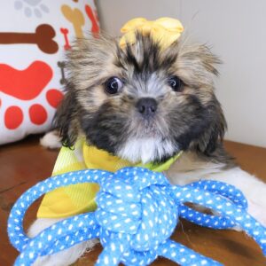 Kenna Shih Tzu 01 Kenna Shih Tzu 01