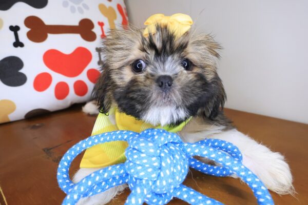 Kenna Shih Tzu 01