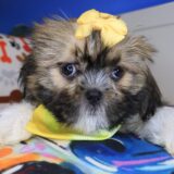 Kenna Shih Tzu 02