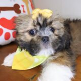Kenna Shih Tzu 03
