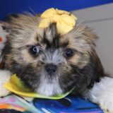 Kenna Shih Tzu 04