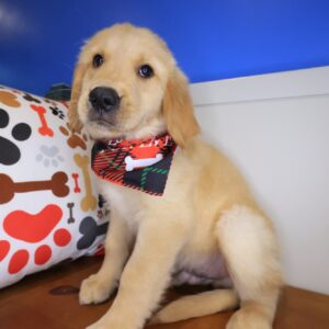 Khaleesi Golden Retriever 01 Khaleesi Golden Retriever 01