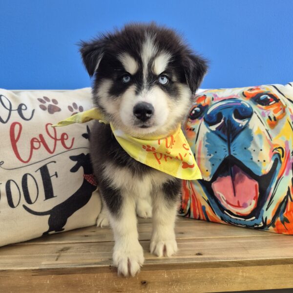 Kirby Siberian Husky 01