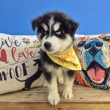 Kirby Siberian Husky 02