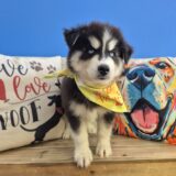Kirby Siberian Husky 03