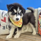 Kirby Siberian Husky 04