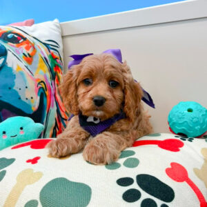 Kitty Cavapoo 01 Kitty Cavapoo 01