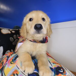 Korra Golden Retriever 01 Korra Golden Retriever 01