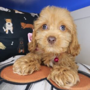 Lady Godiva Cockapoo 01 Lady Godiva Cockapoo 01