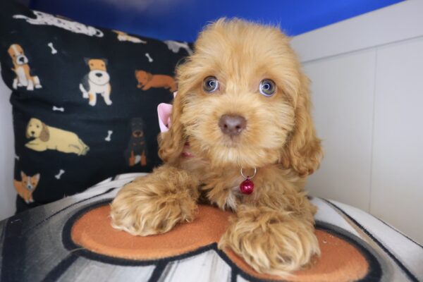 Lady Godiva Cockapoo 01
