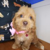 Lady Godiva Cockapoo 02