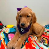 Laguna Golden Retriever 03