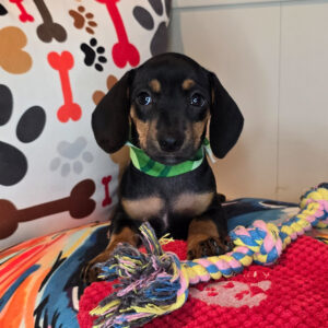 Lakota Dachshund 01 Lakota Dachshund 01