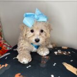 Lambkin Bichapoo 01