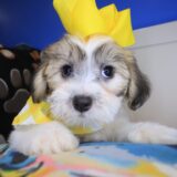 Lassie Teddy Bear 02