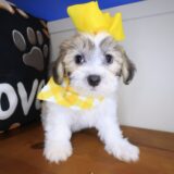 Lassie Teddy Bear 03