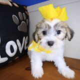 Lassie Teddy Bear 04