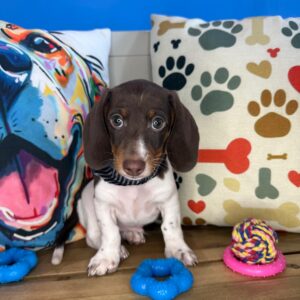 Lear Dachshund 01