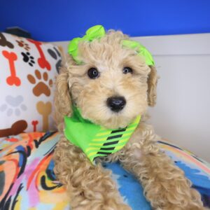 Lil_ Pep Poodle 01 Lil_ Pep Poodle 01