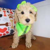 Lil_ Pep Poodle 02