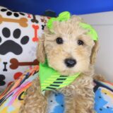 Lil_ Pep Poodle 03
