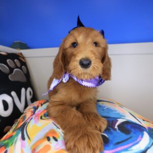 Lil_ Pep Standard Goldendoodle 01 Lil_ Pep Standard Goldendoodle 01