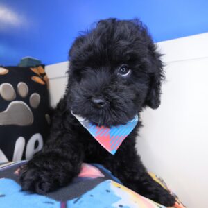 Lionel Goldendoodle 01 Lionel Goldendoodle 01