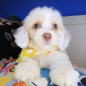 Littlefoot Cockapoo 01 Littlefoot Cockapoo 01
