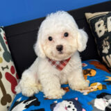 Logie Cavapoo 01