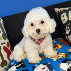 Logie Cavapoo 01 Logie Cavapoo 01