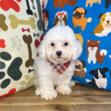 Logie Cavapoo 02