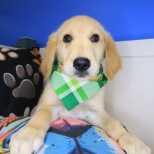 Logie Golden Retriever 01 Logie Golden Retriever 01