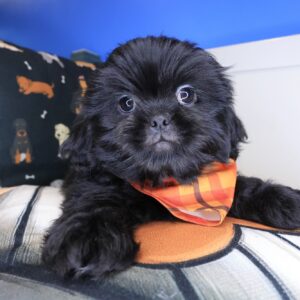 Lollipop Shih Tzu 01 Lollipop Shih Tzu 01