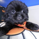 Lollipop Shih Tzu 04