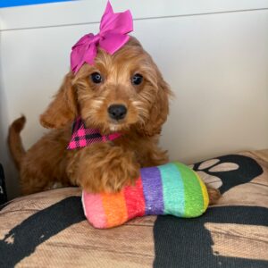 Luella Cavapoo 01
